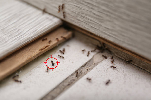 Best Best Pest Control Companies  in Tutwiler, MS