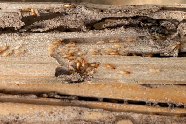 Best Insect Control  in Tutwiler, MS