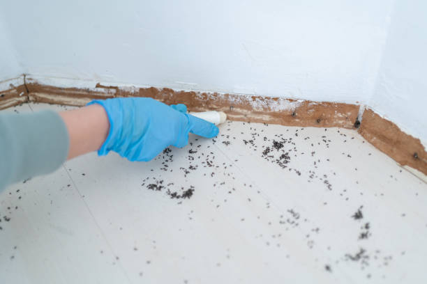 Wasp Removal Services in Tutwiler, MS
